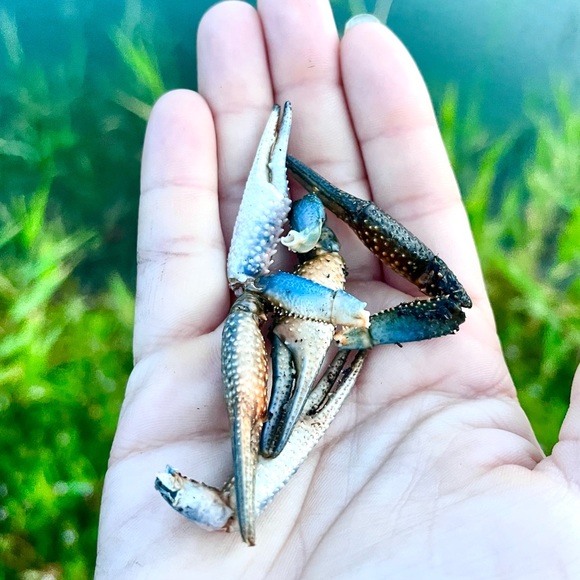 Crawfish Claws Coastal Crafting Supplies Nautical Cajun Home Decor x20 claws - Picture 3 of 3